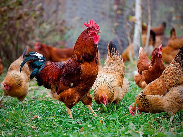 Породы куриц | ЗооТом - продажа, вязка и услуги для животных в Светогорске