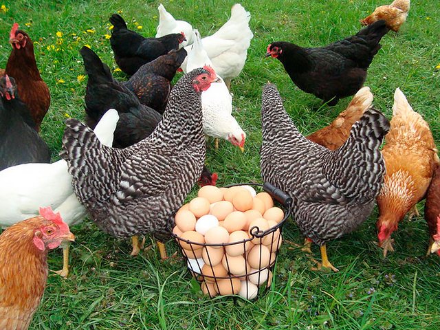 Содержание кур и уход за ними | ЗооТом - продажа, вязка и услуги для животных в Светогорске