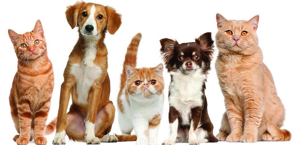 Доска объявлений о животных | ЗооТом - продажа, вязка и услуги для животных в Светогорске