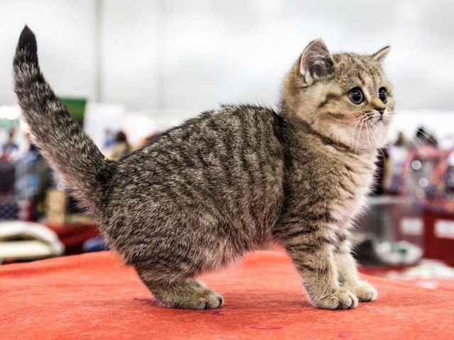 Породы кошек в Светогорске | ЗооТом портал о животных