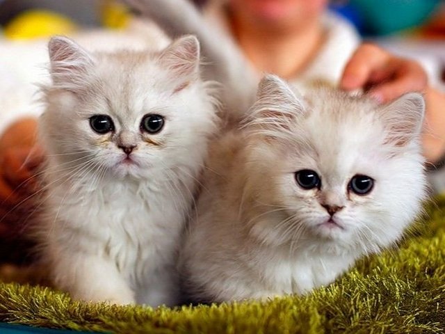 Породы кошек в Светогорске | ЗооТом портал о животных