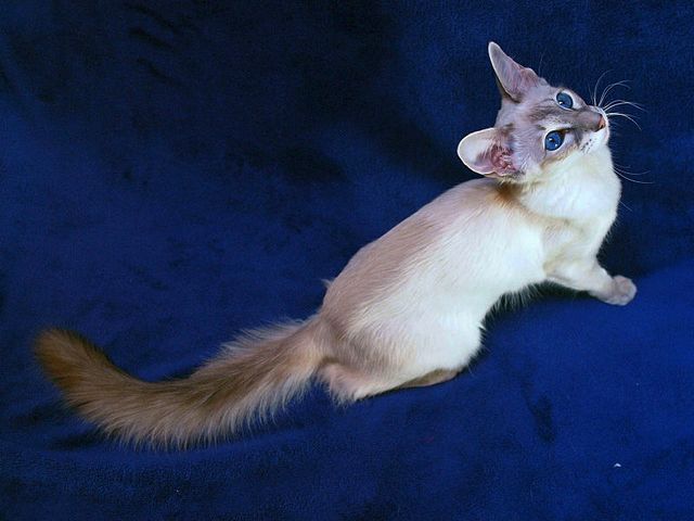 Выведенные породы кошек в Светогорске | ЗооТом портал о животных