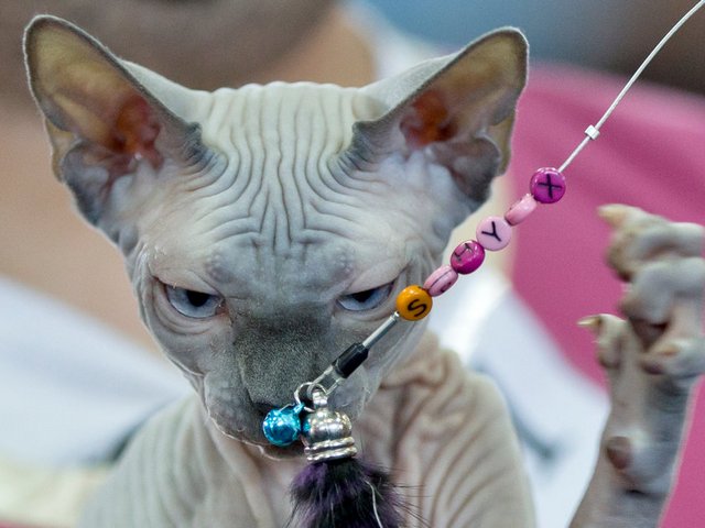 Выставки кошек в Светогорске | ЗооТом портал о животных