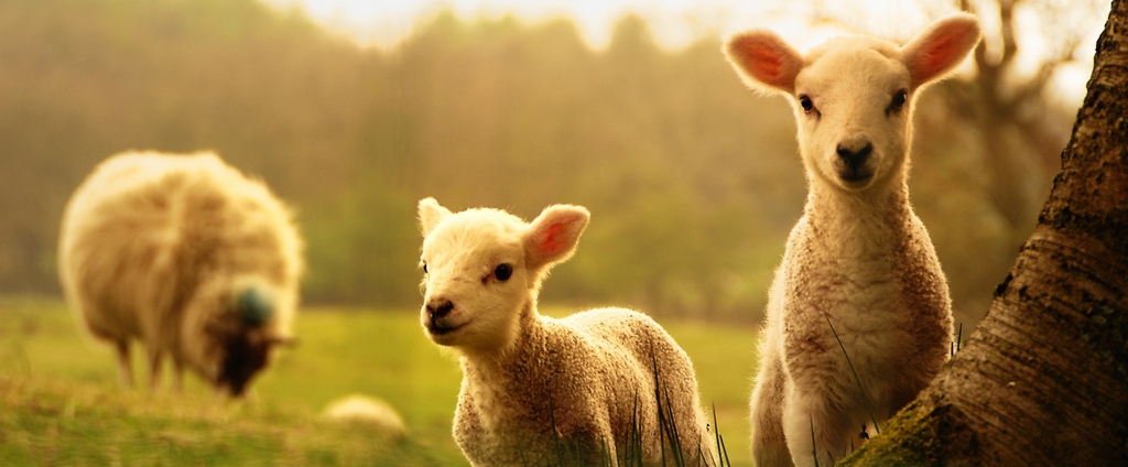 Объявления о сельскохозяйственных животных | ЗооТом - продажа, вязка и услуги для животных в Светогорске