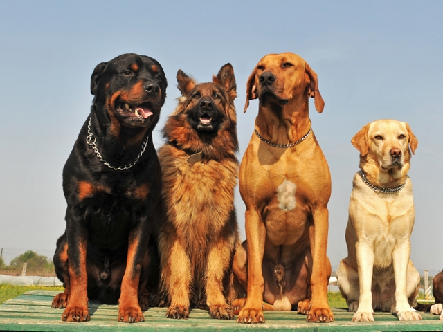 Крупные породы собак в Светогорске | ЗооТом портал о животных