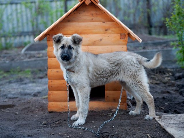 Все о собаках в Светогорске